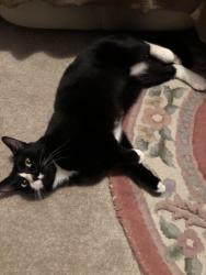 Reunited Male Cat last seen Gurney Tc , Enfield, SA 5085