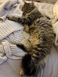 Lost Male Cat last seen Magnolia Springs Neighborhood , Montgomery, TX 77316