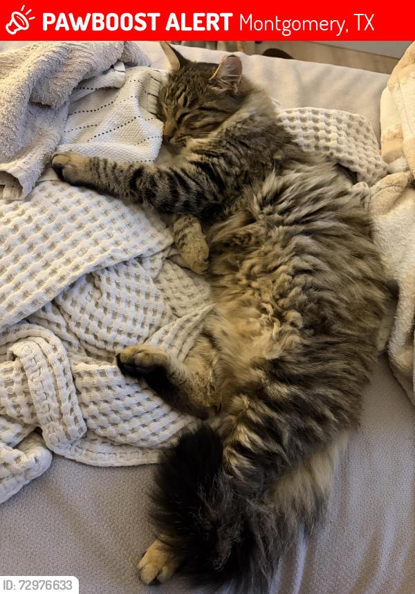 Lost Male Cat last seen Magnolia Springs Neighborhood , Montgomery, TX 77316