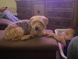 Reunited Male Dog last seen Highschool dr x NE 5th st, Grand Prairie, TX 75050
