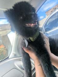 Found/Stray Male Dog last seen Abrams rd, Richardson, TX 75083