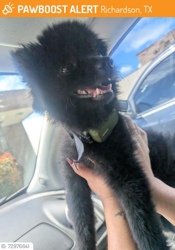 Found/Stray Male Dog last seen Abrams rd, Richardson, TX 75083