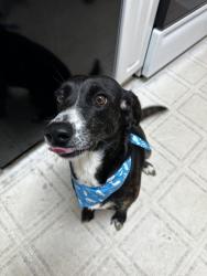 Lost Female Dog last seen Brandis Hotdog on Tennessee street, Cartersville, GA 30120