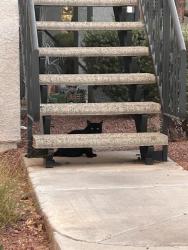Found/Stray Unknown Cat last seen Viviani apmts, Las Vegas, NV 89148