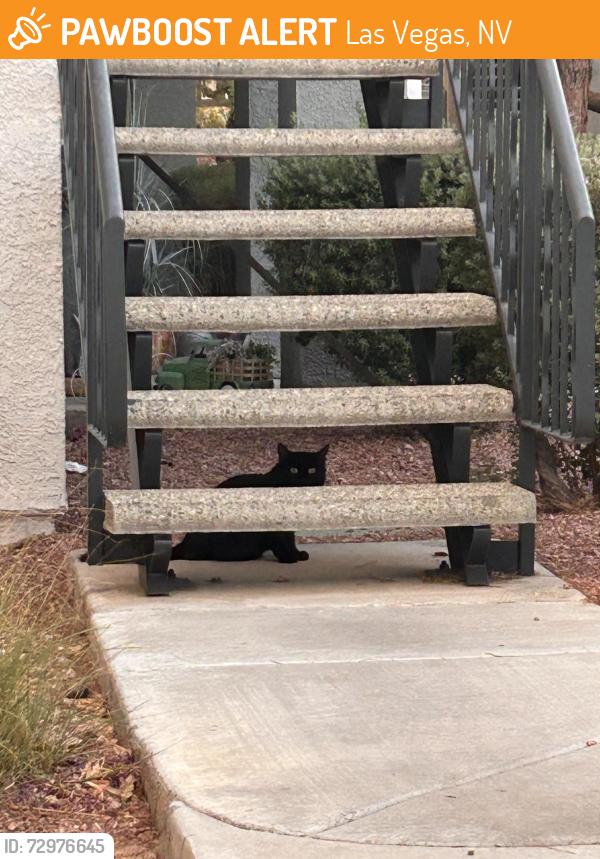 Found/Stray Unknown Cat last seen Viviani apmts, Las Vegas, NV 89148