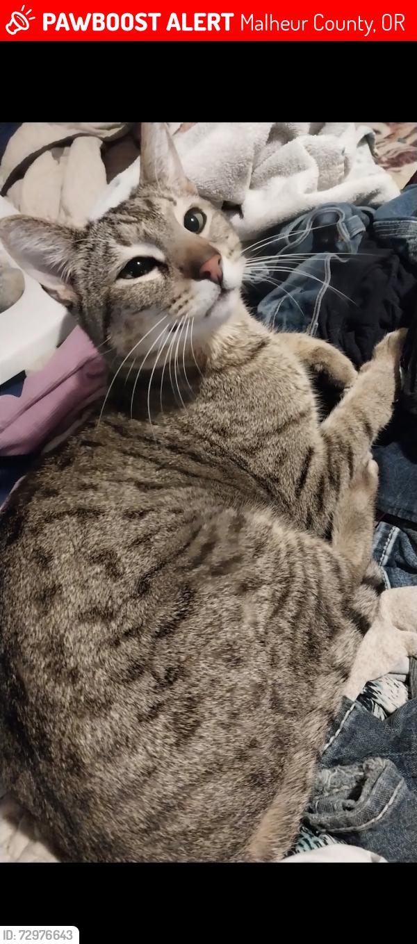 Lost Male Cat last seen Ontario life flight hanger, Malheur County, OR 97914