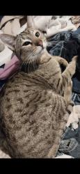 Lost Male Cat last seen Ontario life flight hanger, Malheur County, OR 97914