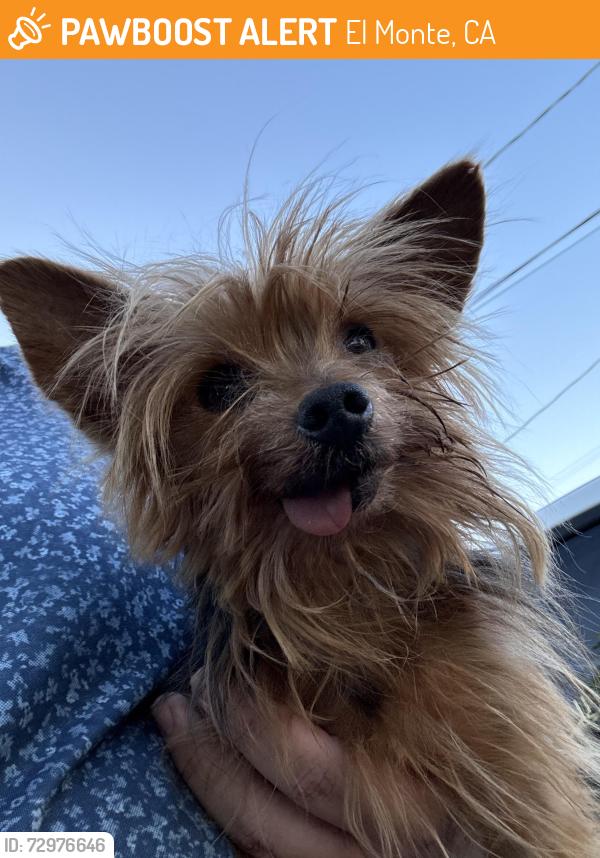 Found/Stray Unknown Dog last seen Lambert and Cypress , El Monte, CA 91732