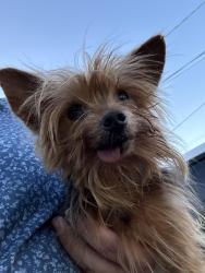 Found/Stray Unknown Dog last seen Lambert and Cypress , El Monte, CA 91732