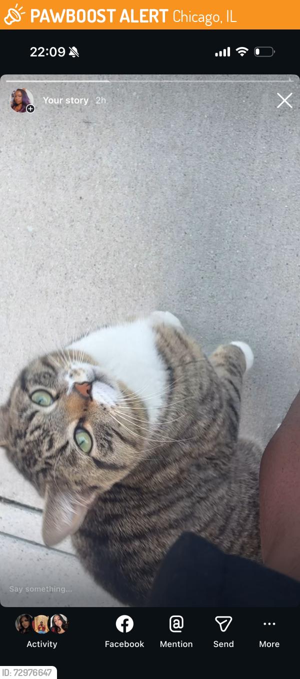 Found/Stray Male Cat last seen Near calumet, Chicago, IL 60653