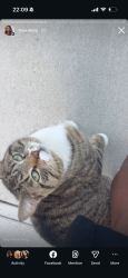 Found/Stray Male Cat last seen Near calumet, Chicago, IL 60653