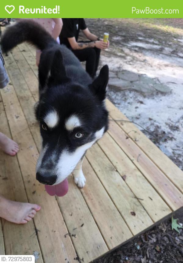 Reunited Male Dog last seen Crowfield Blvd , Goose Creek, SC 29445