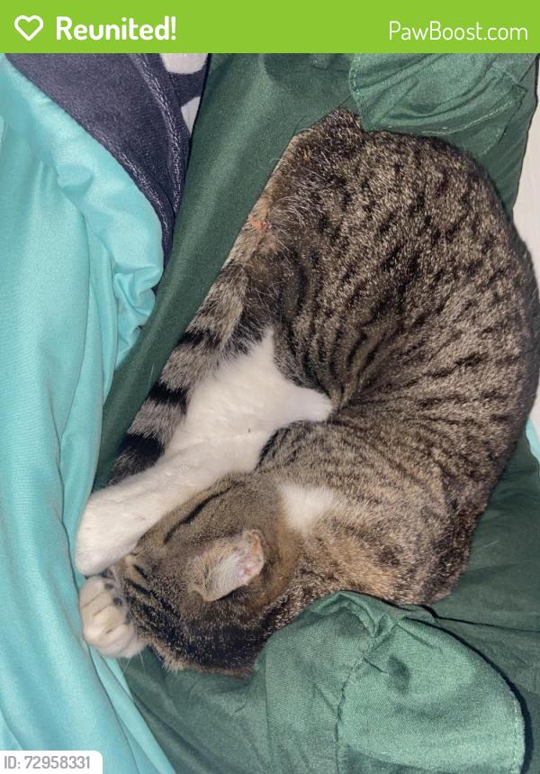 Reunited Female Cat last seen Barnum and Felt, Miranda, CA 95553