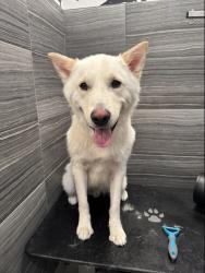 Reunited Male Dog last seen Near W 45th St, Kansas City, MO 64111, Kansas City, MO 64111