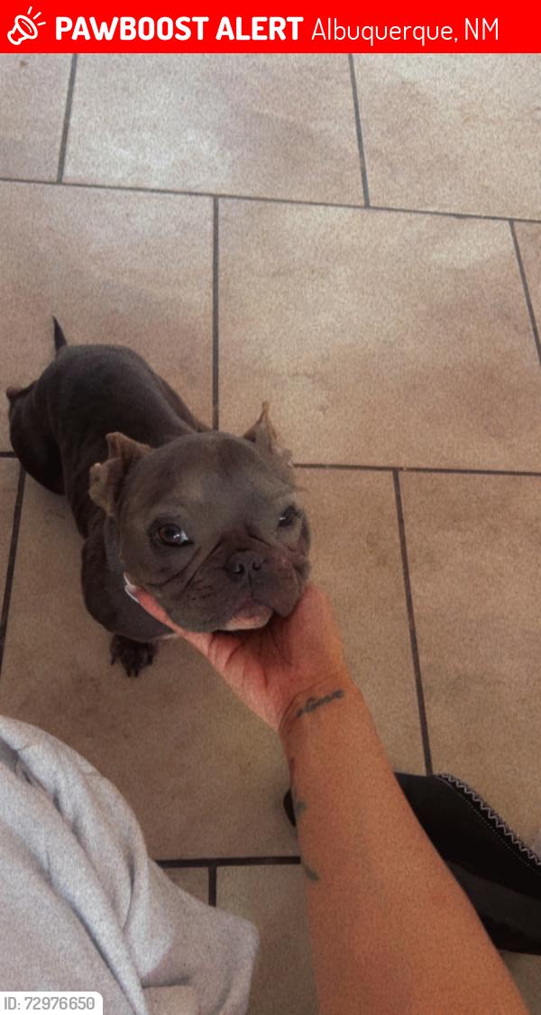 Lost Female Dog last seen Golf course & Irving, Albuquerque, NM 87114