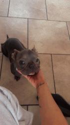 Lost Female Dog last seen Golf course & Irving, Albuquerque, NM 87114