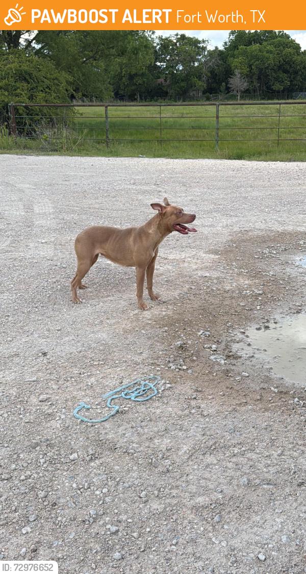 Found/Stray Female Dog last seen By Oak Grove Rd by Garden Acres, Fort Worth, TX 76140