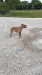 Found/Stray Female Dog last seen By Oak Grove Rd by Garden Acres, Fort Worth, TX 76140