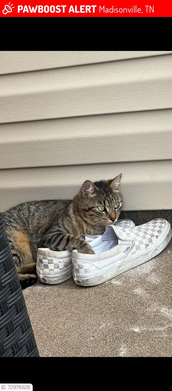 Lost Female Cat last seen Near Cherokee circle, Madisonville, TN, Madisonville, TN 37354