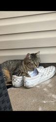 Lost Female Cat last seen Near Cherokee circle, Madisonville, TN, Madisonville, TN 37354