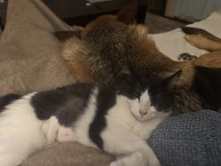 Reunited Female Cat last seen East Comstock/Glendora Mountain Rd. , Glendora, CA 91741