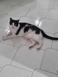 Lost Male Cat last seen 137th and 98th st, Kendall, FL 33176