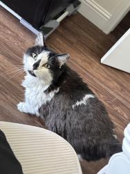 Reunited Female Cat last seen E Surry Way, Eagle Mountain, UT 84005