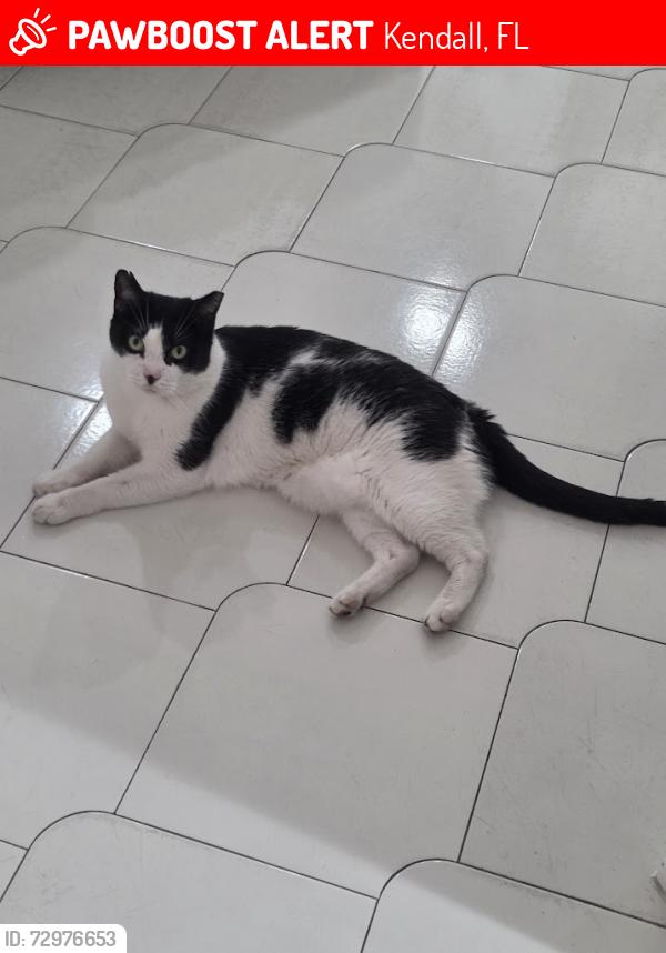 Lost Male Cat last seen 137th and 98th st, Kendall, FL 33176