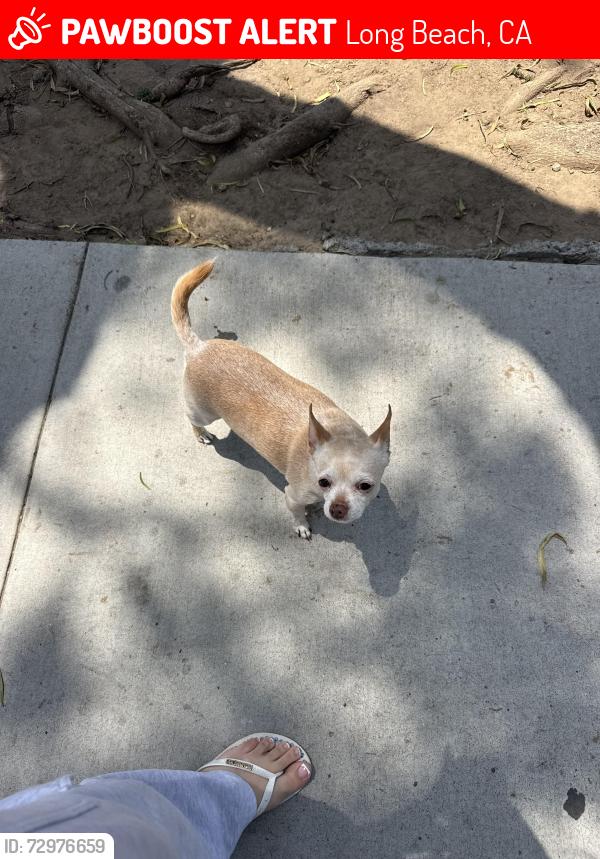 Lost Male Dog last seen 10th and cedar ave , Long Beach, CA 90813