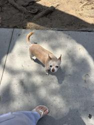 Lost Male Dog last seen 10th and cedar ave , Long Beach, CA 90813