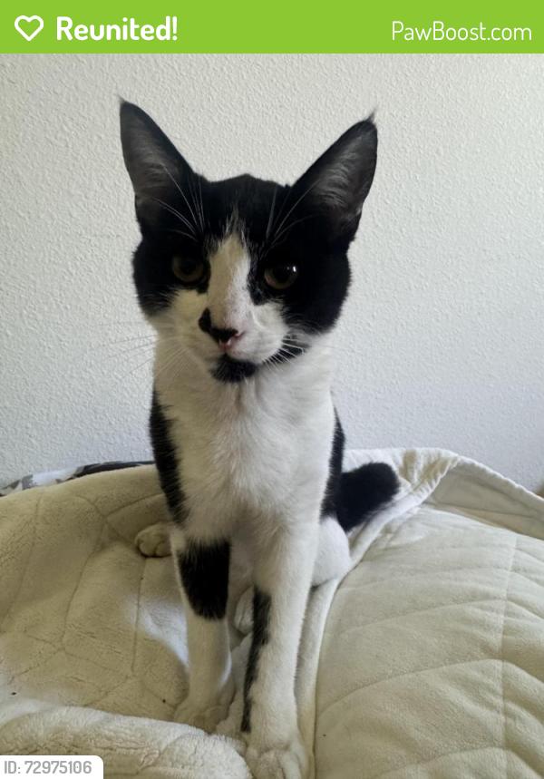 Reunited Unknown Cat last seen Stonestown Galleria Mall, San Francisco, CA 94132