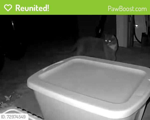 Reunited Male Cat last seen Broad Street & Timothy’s Way, Hollis, NH 03049