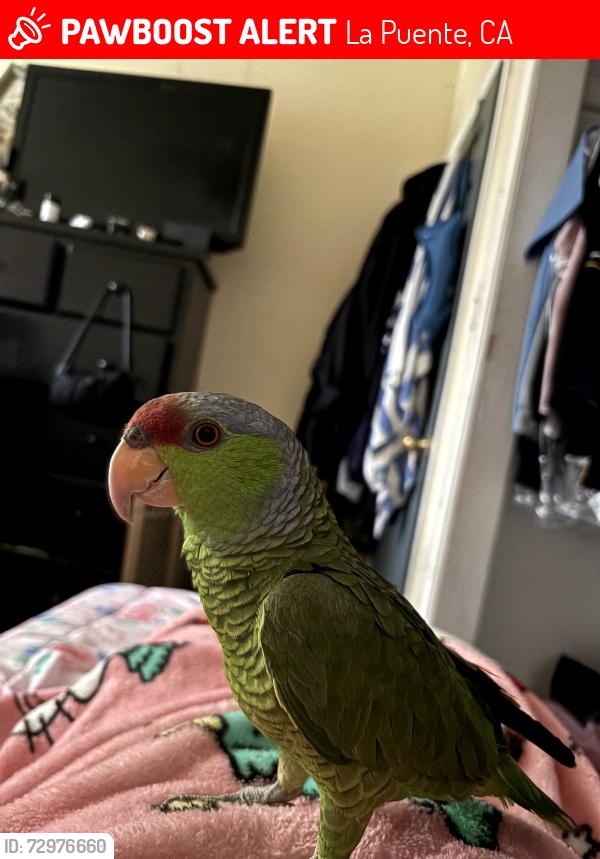 Lost Unknown Bird last seen Hacienda, La Puente, CA 91744