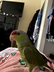 Lost Unknown Bird last seen Hacienda, La Puente, CA 91744