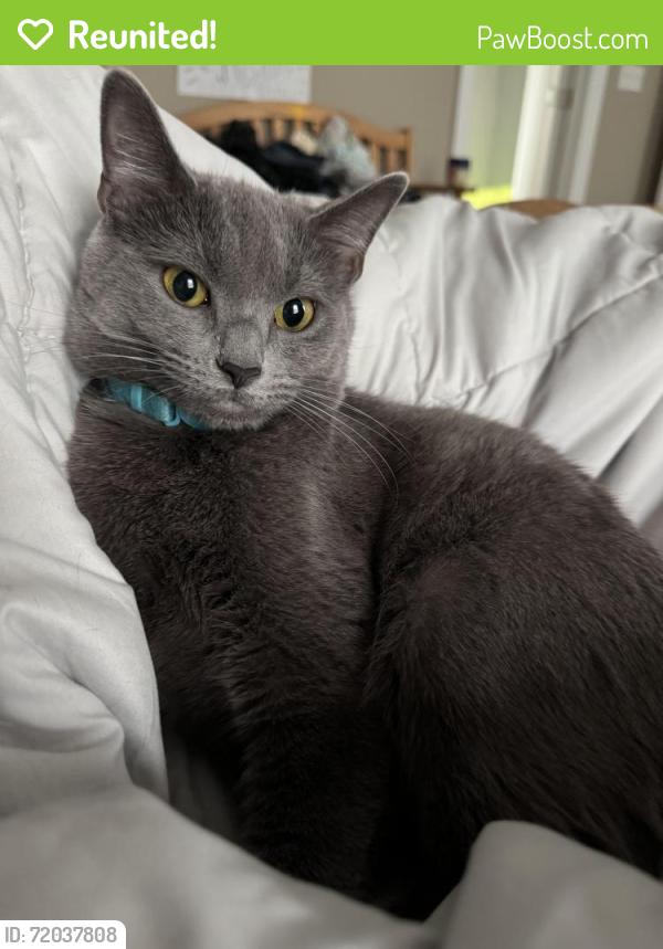Reunited Female Cat last seen Rockfish gap turnpike , Charlottesville, VA 22903