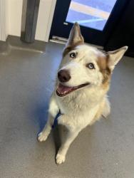 Shelter Stray Female Dog last seen 7TH X HOWARD, San Francisco, CA 94103