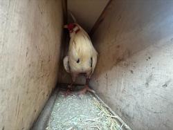 Shelter Stray Male Bird last seen FRANKLIN BLVD/HOOD FRANKLIN RD, 95757, 3839 Bradshaw Rd, Sacramento, CA 95827, USA