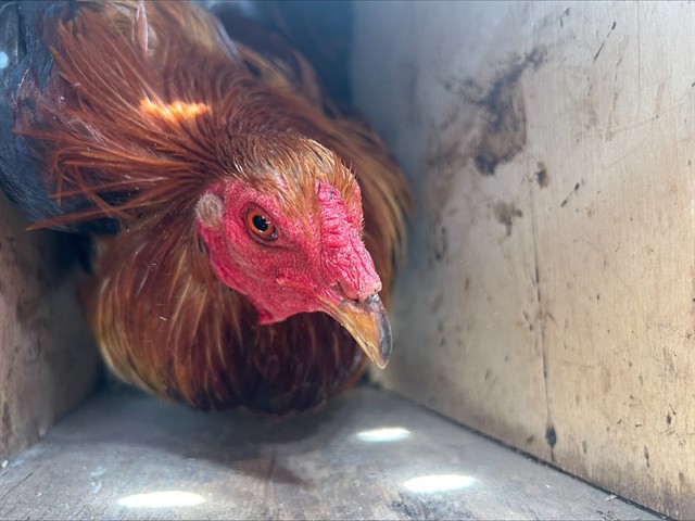 Shelter Stray Male Bird last seen FRANKLIN BLVD/HOOD FRANKLIN RD, 95757, 3839 Bradshaw Rd, Sacramento, CA 95827, USA