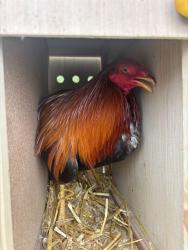Shelter Stray Male Bird last seen FRANKLIN BLVD/HOOD FRANKLIN RD, 95757, 3839 Bradshaw Rd, Sacramento, CA 95827, USA