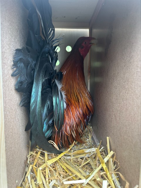 Shelter Stray Male Bird last seen FRANKLIN BLVD/HOOD FRANKLIN RD, 95757, 3839 Bradshaw Rd, Sacramento, CA 95827, USA