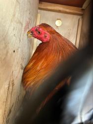 Shelter Stray Male Bird last seen FRANKLIN BLVD/HOOD FRANKLIN RD, 95757, 3839 Bradshaw Rd, Sacramento, CA 95827, USA