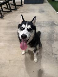 Found/Stray Male Dog last seen Val verde, McGregor, TX 76657