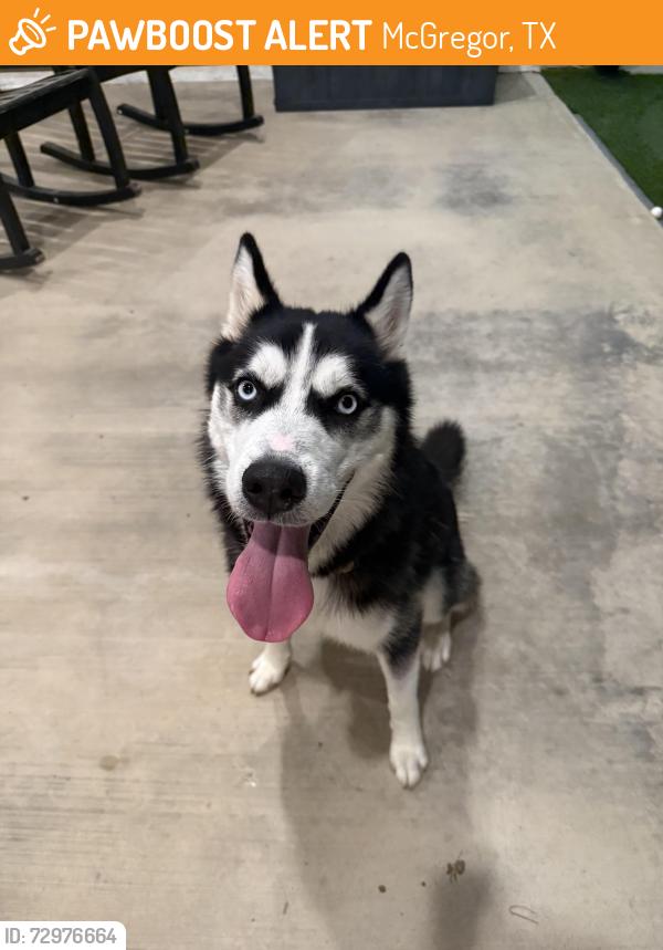 Found/Stray Male Dog last seen Val verde, McGregor, TX 76657