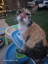 Shelter Stray Female Cat last seen CANTIN, 4710 TX-151, San Antonio, TX 78227, USA