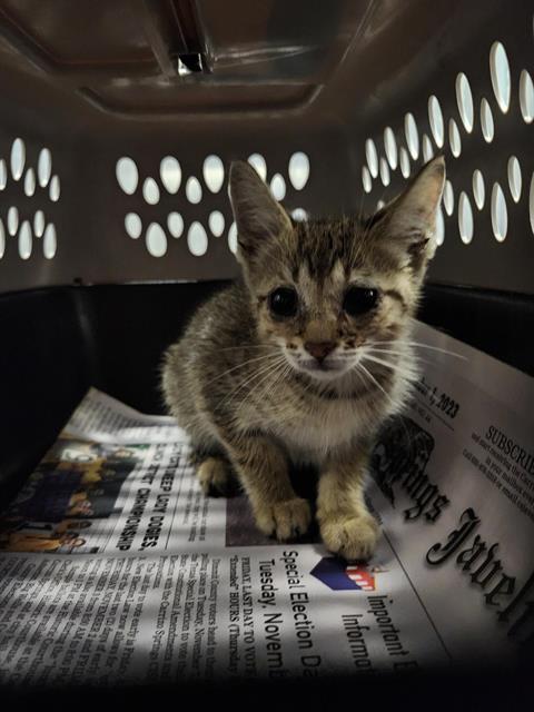 Shelter Stray Male Cat last seen RESEARCH, 4710 TX-151, San Antonio, TX 78227, USA