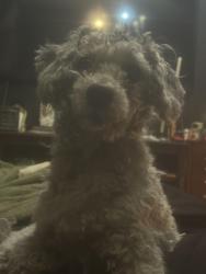 Lost Male Dog last seen Cool Water St Pearmain, Adelanto, CA 92301