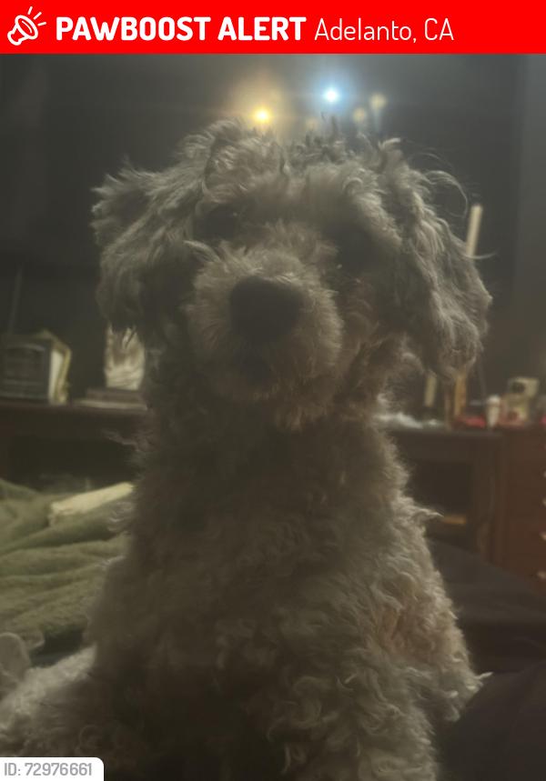Lost Male Dog last seen Cool Water St Pearmain, Adelanto, CA 92301