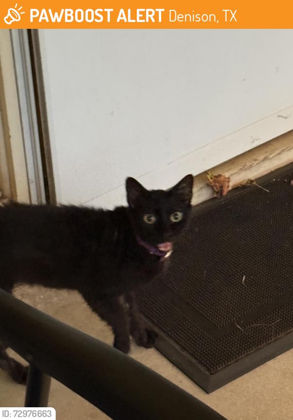 Found/Stray Unknown Cat last seen Crestview dr and Woodlawn Blvd, Denison, TX 75020