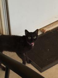 Found/Stray Unknown Cat last seen Crestview dr and Woodlawn Blvd, Denison, TX 75020