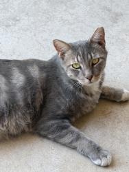 Found/Stray Unknown Cat last seen Peroia avenue, Phoenix, AZ 85304